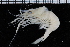  ( - ZMBN_98474)  @14 [ ] CreativeCommons - Attribution Non-Commercial Share-Alike (2015) University of Bergen University of Bergen, Natural History Collection