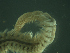  (Poecilochaetus japonicus - PAS00001)  @13 [ ] CreativeCommons - Attribution Non-Commercial Share-Alike  creativecommons Unspecified