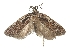  (Agonopterix asebiella - TLMF Lep 23180)  @11 [ ] CreativeCommons - Attribution Non-Commercial Share-Alike (2017) Peter Buchner Tiroler Landesmuseum