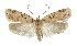  (Agonopterix chaetosoma - TLMF Lep 23215)  @11 [ ] CreativeCommons - Attribution Non-Commercial Share-Alike (2017) Peter Buchner Tiroler Landesmuseum