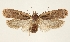  ( - TLMF Lep 23217)  @11 [ ] CreativeCommons - Attribution Non-Commercial Share-Alike (2017) Peter Buchner Tiroler Landesmuseum