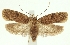  (Agonopterix issikii - TLMF Lep 23235)  @11 [ ] CreativeCommons - Attribution Non-Commercial Share-Alike (2017) Peter Buchner Tiroler Landesmuseum