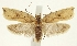  (Agonopterix encentra - TLMF Lep 23241)  @11 [ ] CreativeCommons - Attribution Non-Commercial Share-Alike (2017) Peter Buchner Tiroler Landesmuseum