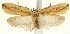  (Agonopterix intersecta - TLMF Lep 23244)  @11 [ ] CreativeCommons - Attribution Non-Commercial Share-Alike (2017) Peter Buchner Tiroler Landesmuseum