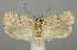  (Agonopterix silerella - TLMF Lep 06257)  @14 [ ] CreativeCommons - Attribution Non-Commercial Share-Alike (2011) Peter Huemer Tiroler Landesmuseum Ferdinandeum