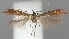  (Coleophora alcyonipennella - TLMF Lep 06264)  @15 [ ] CreativeCommons - Attribution Non-Commercial Share-Alike (2011) Peter Huemer Tiroler Landesmuseum Ferdinandeum