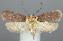  (Agonopterix parilella - TLMF Lep 06305)  @15 [ ] CreativeCommons - Attribution Non-Commercial Share-Alike (2011) Peter Huemer Tiroler Landesmuseum Ferdinandeum