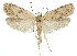  (Agonopterix graecella - TLMF Lep 07095)  @14 [ ] CreativeCommons - Attribution Non-Commercial Share-Alike (2013) Peter Huemer Tiroler Landesmuseum Ferdinandeum