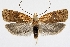  (Agonopterix doronicella - TLMF Lep 07108)  @14 [ ] CreativeCommons - Attribution Non-Commercial Share-Alike (2013) Peter Huemer Tiroler Landesmuseum Ferdinandeum