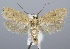  (Agonopterix irrorata - TLMF Lep 07128)  @13 [ ] CreativeCommons - Attribution Non-Commercial Share-Alike (2013) Peter Huemer Tiroler Landesmuseum Ferdinandeum