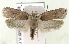  (Agonopterix senecionis - TLMF Lep 07154)  @14 [ ] CreativeCommons - Attribution Non-Commercial Share-Alike (2013) Peter Huemer Tiroler Landesmuseum Ferdinandeum