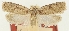  ( - MFN-29134-G08)  @11 [ ] CreativeCommons - Attribution Non-Commercial Share-Alike (2016) Peter Buchner Tiroler Landesmuseum