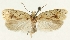  (Agonopterix rubrovittella - MFN-29134-G09)  @11 [ ] CreativeCommons - Attribution Non-Commercial Share-Alike (2016) Peter Buchner Tiroler Landesmuseum