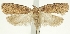  (Agonopterix japonica - MFN-29134-H08)  @11 [ ] CreativeCommons - Attribution Non-Commercial Share-Alike (2016) Peter Buchner Tiroler Landesmuseum