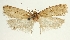  (Agonopterix omelkoi - MFN-29134-H11)  @11 [ ] CreativeCommons - Attribution Non-Commercial Share-Alike (2016) Peter Buchner Tiroler Landesmuseum
