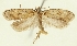  (Agonopterix archangelicella - MNINGA-29197-F11)  @11 [ ] CreativeCommons - Attribution Non-Commercial Share-Alike (2018) Peter Buchner Tiroler Landesmuseum