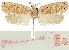  (Agonopterix tschorbadjiewi - NHMW2.Lep. 0023)  @11 [ ] CreativeCommons - Attribution Non-Commercial Share-Alike (2016) Peter Buchner Tiroler Landesmuseum