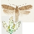  (Agonopterix miyanella - NHMW2.Lep. 0040)  @11 [ ] CreativeCommons - Attribution Non-Commercial Share-Alike (2016) Peter Buchner Tiroler Landesmuseum
