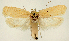  ( - NHMW2.Lep. 0044)  @11 [ ] CreativeCommons - Attribution Non-Commercial Share-Alike (2016) Peter Buchner Tiroler Landesmuseum