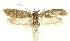  (Agonopterix cuillerella - SMNK-29134-D10)  @11 [ ] CreativeCommons - Attribution Non-Commercial Share-Alike (2016) Peter Buchner Tiroler Landesmuseum
