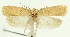  (Agonopterix tabghaella - SMNK-29134-F12)  @11 [ ] CreativeCommons - Attribution Non-Commercial Share-Alike (2016) Peter Buchner Tiroler Landesmuseum