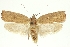  (Agonopterix comitella - TLMF Lep 21945)  @15 [ ] CreativeCommons - Attribution Non-Commercial Share-Alike (2017) Peter Buchner Tiroler Landesmuseum