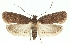  (Agonopterix heracliana - TLMF Lep 21947)  @15 [ ] CreativeCommons - Attribution Non-Commercial Share-Alike (2017) Peter Buchner Tiroler Landesmuseum
