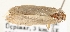  ( - TLMF Lep 21986)  @12 [ ] CreativeCommons - Attribution Non-Commercial Share-Alike (2017) Peter Buchner Tiroler Landesmuseum