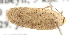  (Agonopterix xeranthemella - TLMF Lep 21991)  @13 [ ] CreativeCommons - Attribution Non-Commercial Share-Alike (2017) Peter Buchner Tiroler Landesmuseum