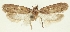  ( - TLMF Lep 23295)  @11 [ ] CreativeCommons - Attribution Non-Commercial Share-Alike (2018) Peter Buchner Tiroler Landesmuseum