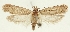  ( - TLMF Lep 23297)  @11 [ ] CreativeCommons - Attribution Non-Commercial Share-Alike (2018) Peter Buchner Tiroler Landesmuseum