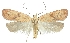 (Agonopterix abditella - TLMF Lep 23321)  @15 [ ] CreativeCommons - Attribution Non-Commercial Share-Alike (2018) Peter Buchner Tiroler Landesmuseum