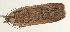  ( - TLMF Lep 23336)  @11 [ ] CreativeCommons - Attribution Non-Commercial Share-Alike (2018) Peter Buchner Tiroler Landesmuseum