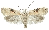  (Agonopterix alstromeriana - TLMF Lep 23337)  @13 [ ] CreativeCommons - Attribution Non-Commercial Share-Alike (2018) Peter Buchner Tiroler Landesmuseum
