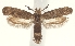  (Ochsenheimeria sp - TLMF Lep 23345)  @11 [ ] CreativeCommons - Attribution Non-Commercial Share-Alike (2018) Peter Buchner Tiroler Landesmuseum
