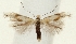  ( - TLMF Lep 23346)  @11 [ ] CreativeCommons - Attribution Non-Commercial Share-Alike (2018) Peter Buchner Tiroler Landesmuseum