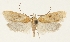  (Agonopterix lidiae - TLMF Lep 23389)  @11 [ ] CreativeCommons - Attribution Non-Commercial Share-Alike (2018) Peter Buchner Tiroler Landesmuseum
