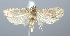  ( - TLMF Lep 23390)  @11 [ ] CreativeCommons - Attribution Non-Commercial Share-Alike (2018) Peter Buchner Tiroler Landesmuseum