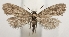  ( - TLMF Lep 23437)  @11 [ ] CreativeCommons - Attribution Non-Commercial Share-Alike (2018) Peter Buchner Tiroler Landesmuseum