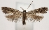  ( - TLMF Lep 23444)  @11 [ ] CreativeCommons - Attribution Non-Commercial Share-Alike (2018) Peter Buchner Tiroler Landesmuseum