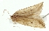  (Agonopterix sumizome - TLMF Lep 23471)  @11 [ ] CreativeCommons - Attribution Non-Commercial Share-Alike (2018) Peter Buchner Tiroler Landesmuseum