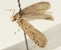  ( - TLMF Lep 23475)  @11 [ ] CreativeCommons - Attribution Non-Commercial Share-Alike (2018) Peter Buchner Tiroler Landesmuseum