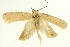  (Agonopterix budashkini - TLMF Lep 23512)  @11 [ ] CreativeCommons - Attribution Non-Commercial Share-Alike (2018) Peter Buchner Tiroler Landesmuseum