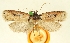  (Agonopterix malaisei - TLMF Lep 23533)  @11 [ ] CreativeCommons - Attribution Non-Commercial Share-Alike (2018) Peter Buchner Tiroler Landesmuseum