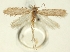  (Agonopterix montuosella - TLMF Lep 23534)  @11 [ ] CreativeCommons - Attribution Non-Commercial Share-Alike (2018) Peter Buchner Tiroler Landesmuseum