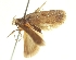 (Agonopterix tarkiella - TLMF Lep 23578)  @11 [ ] CreativeCommons - Attribution Non-Commercial Share-Alike (2018) Peter Buchner Tiroler Landesmuseum