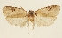  (Agonopterix likiangella - TLMF Lep 23586)  @11 [ ] CreativeCommons - Attribution Non-Commercial Share-Alike (2018) Peter Buchner Tiroler Landesmuseum