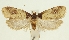  (Agonopterix parinkini - TLMF Lep 23587)  @11 [ ] CreativeCommons - Attribution Non-Commercial Share-Alike (2018) Peter Buchner Tiroler Landesmuseum