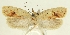  ( - TLMF Lep 23593)  @11 [ ] CreativeCommons - Attribution Non-Commercial Share-Alike (2018) Peter Buchner Tiroler Landesmuseum