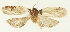  (Agonopterix vietnamella - TLMF Lep 25951)  @11 [ ] CreativeCommons - Attribution Non-Commercial Share-Alike (2018) Peter Buchner Tiroler Landesmuseum